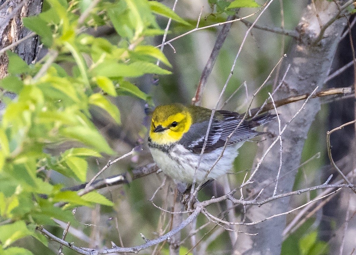 Black-throated Green Warbler - ML344161621