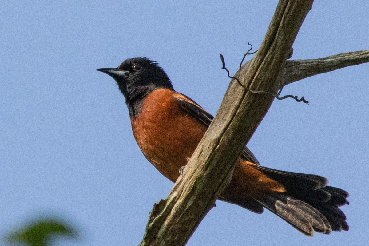 Orchard Oriole - ML344161921