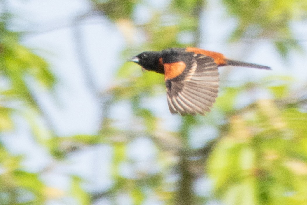 Orchard Oriole - ML344161941