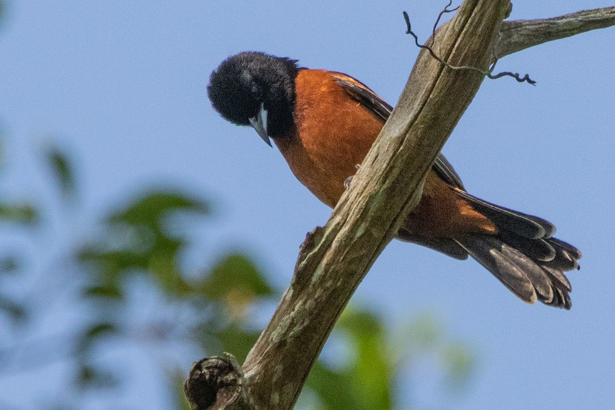 Orchard Oriole - ML344161961