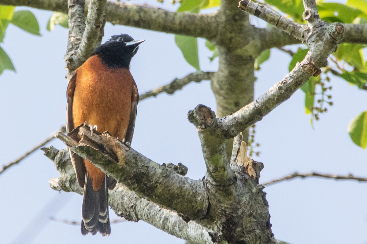 Orchard Oriole - ML344161991