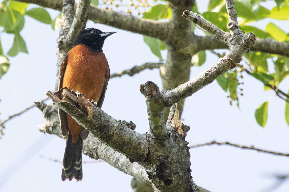 Orchard Oriole - ML344162011