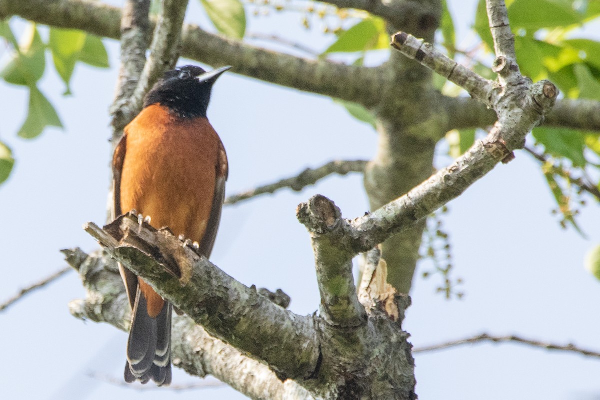 Orchard Oriole - ML344162021