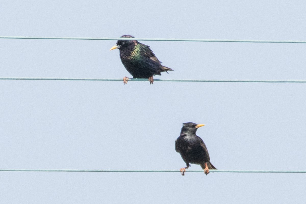 European Starling - ML344162091