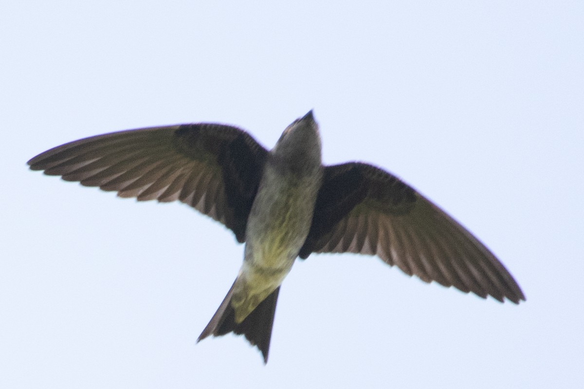 Golondrina Purpúrea - ML344162201