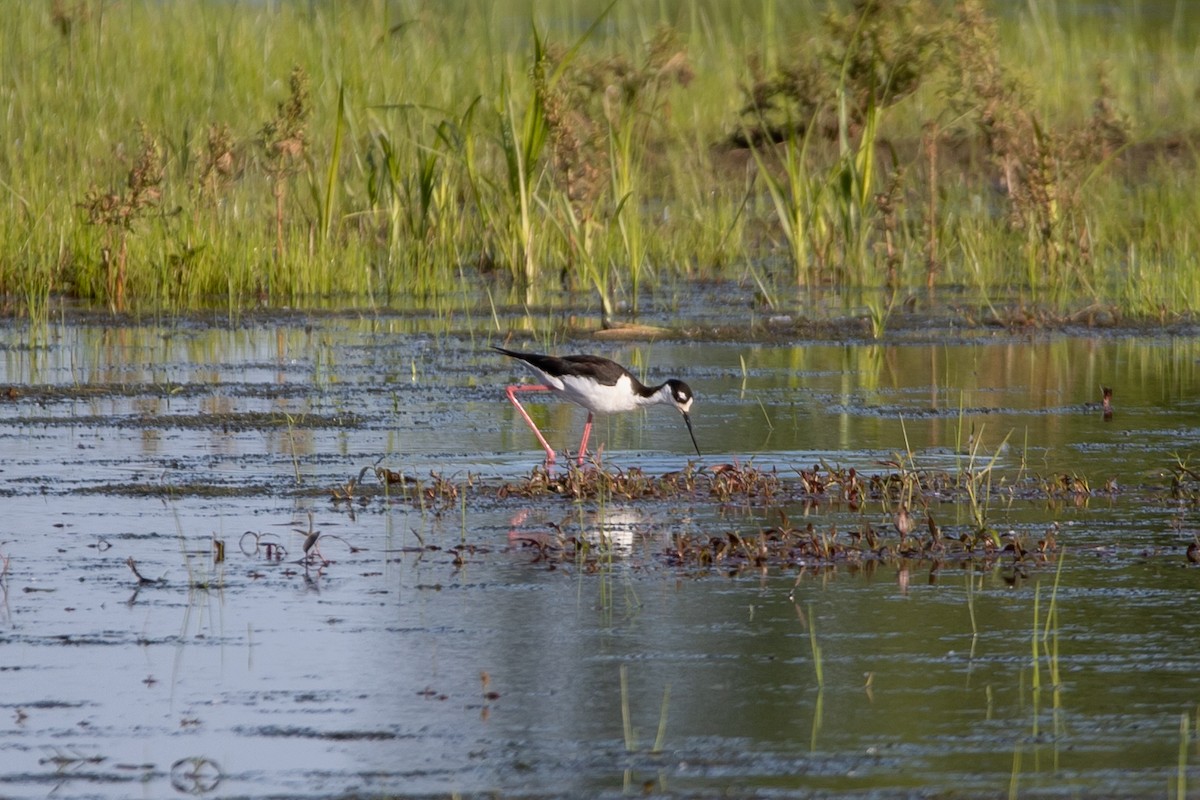 Black-necked Stilt - Rob  Sielaff