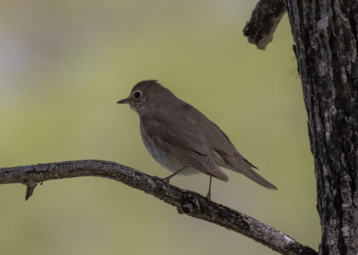 Swainson's Thrush - ML344162811