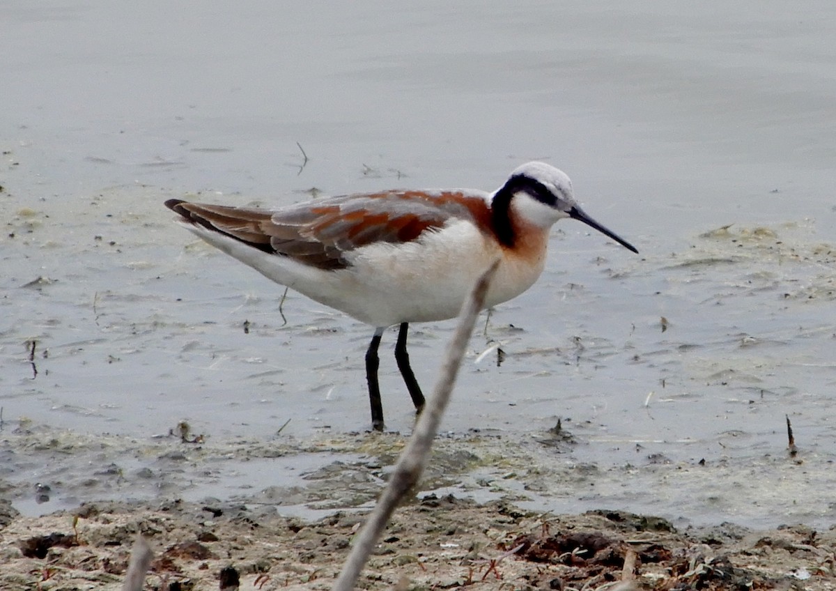 Falaropo Tricolor - ML344162891