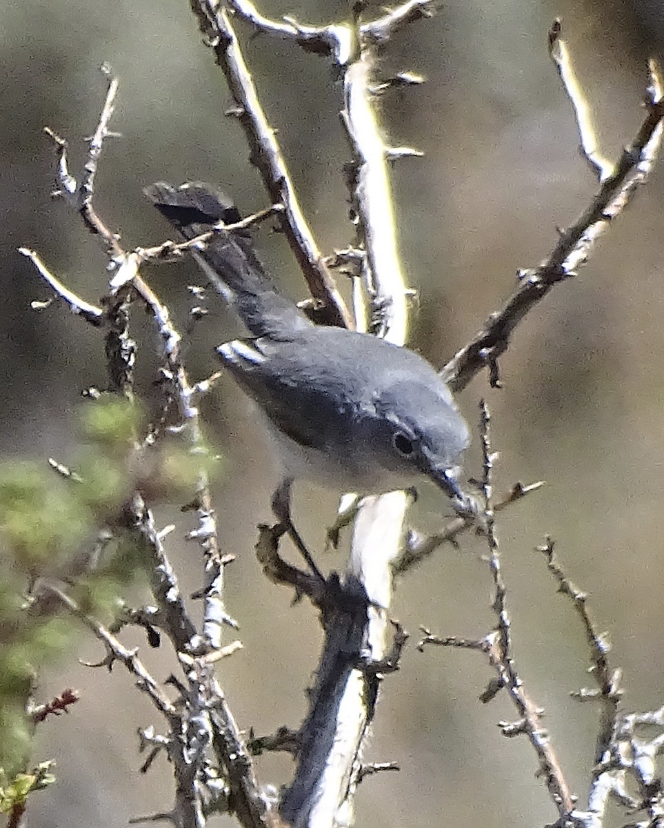 Blue-gray Gnatcatcher - ML344163601