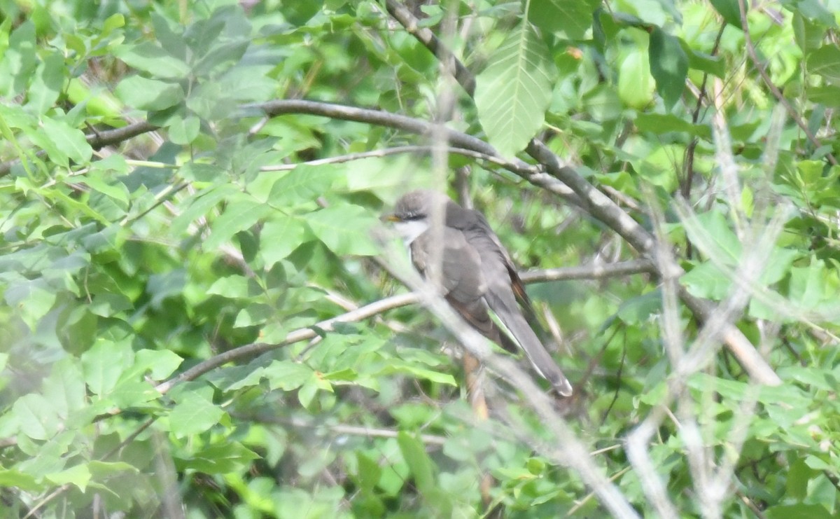 Cuclillo Piquigualdo - ML344164431