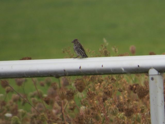 Pine Siskin - ML34416571