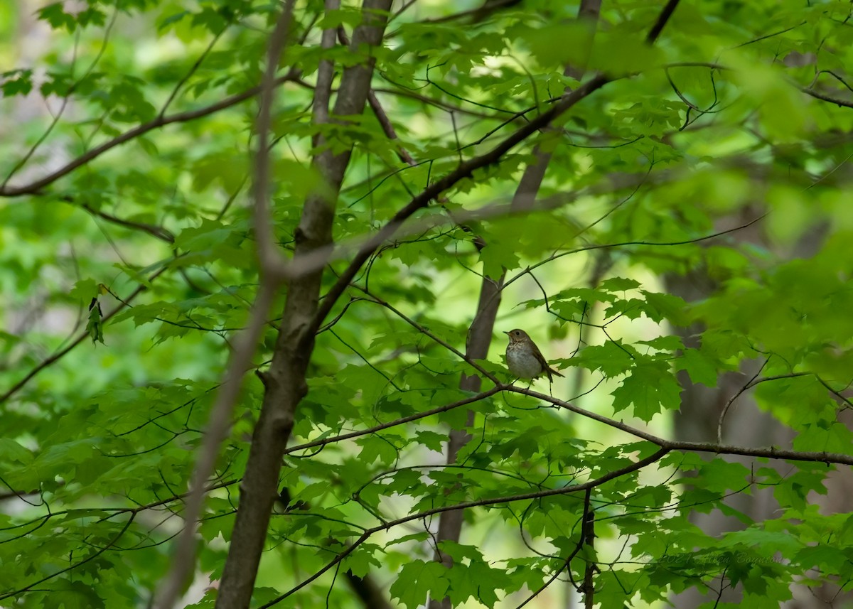 Gray-cheeked Thrush - ML344165971