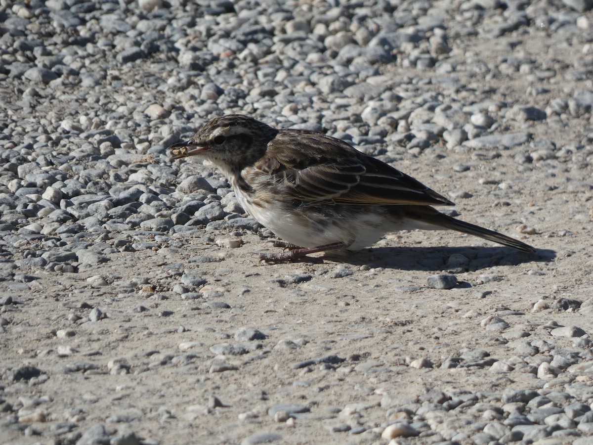 New Zealand Pipit - ML344166031