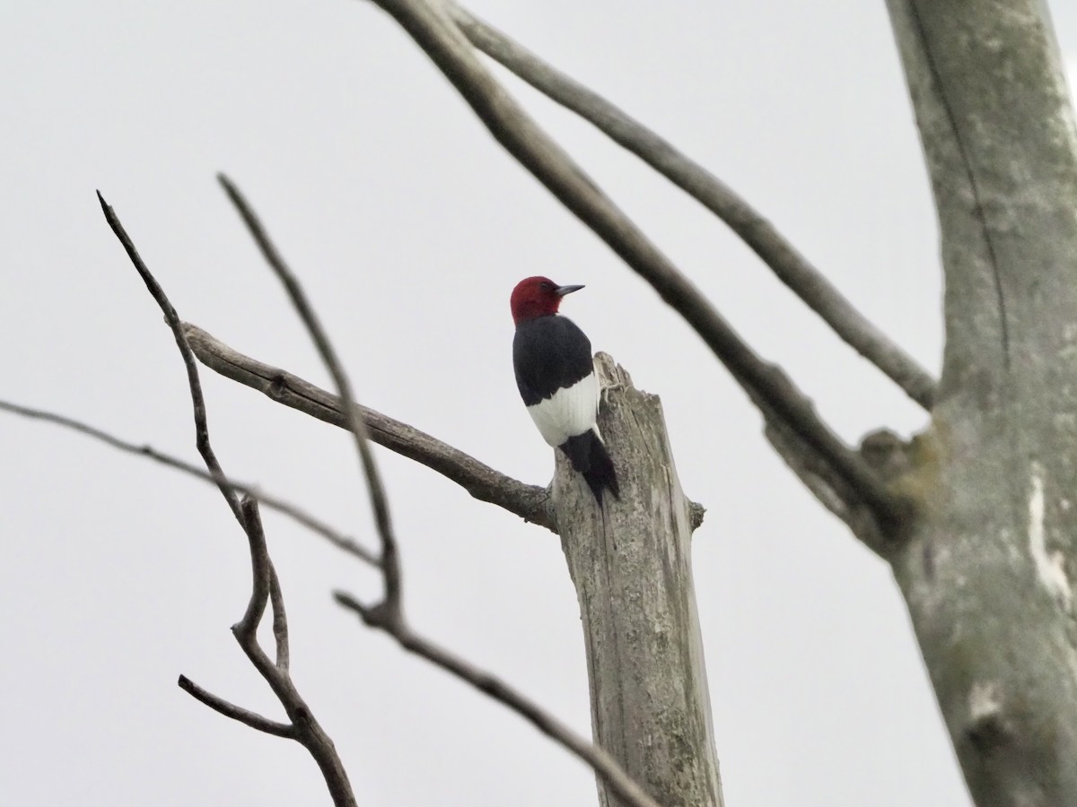 Pic à tête rouge - ML344166601