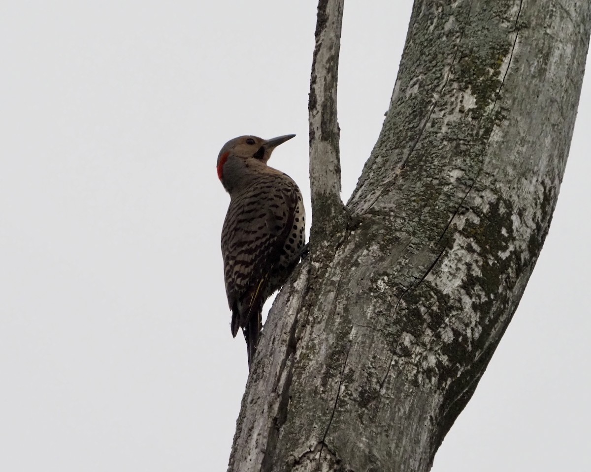 Northern Flicker - David Zook