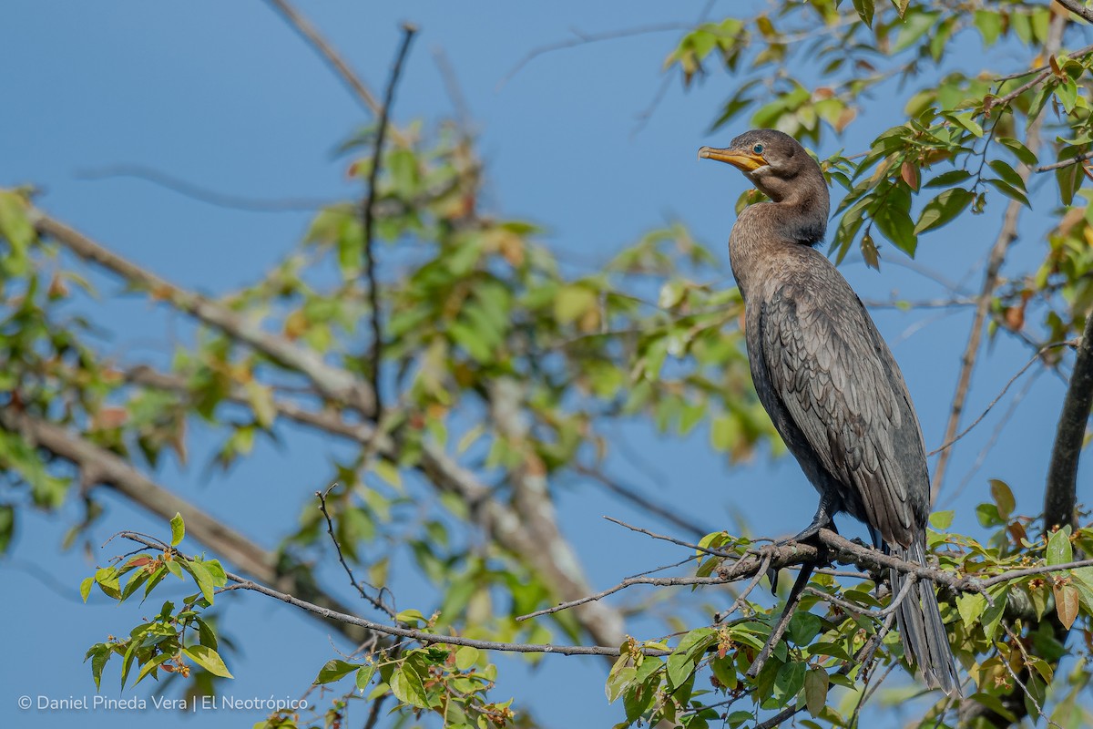 Cormorán Biguá - ML344167041