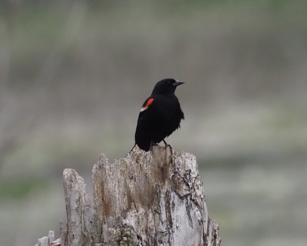 Red-winged Blackbird - David Zook