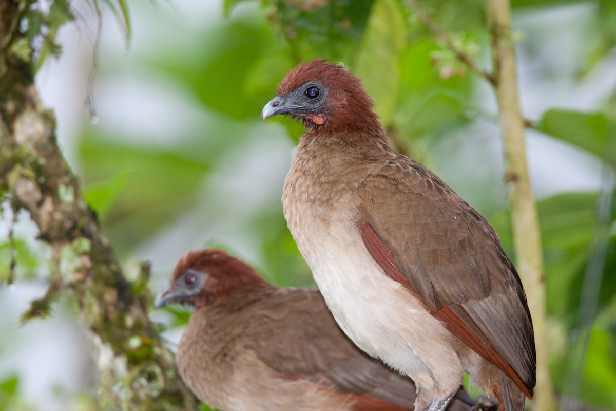 Rufous-headed Chachalaca - ML34416751