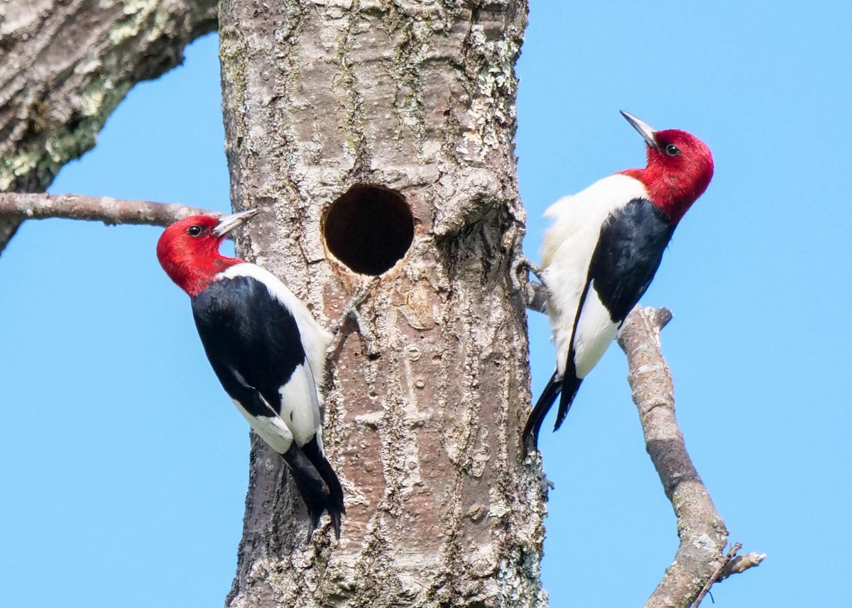 Red-headed Woodpecker - ML344169031