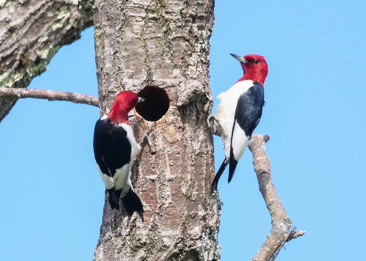 Red-headed Woodpecker - ML344169071