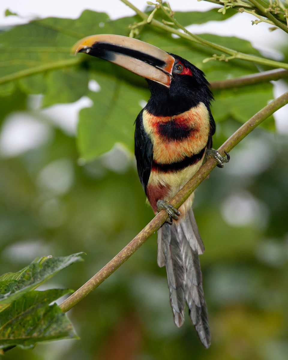 Collared Aracari (Pale-mandibled) - ML34416931