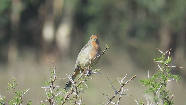 アカハラクサカリドリ - ML344172251