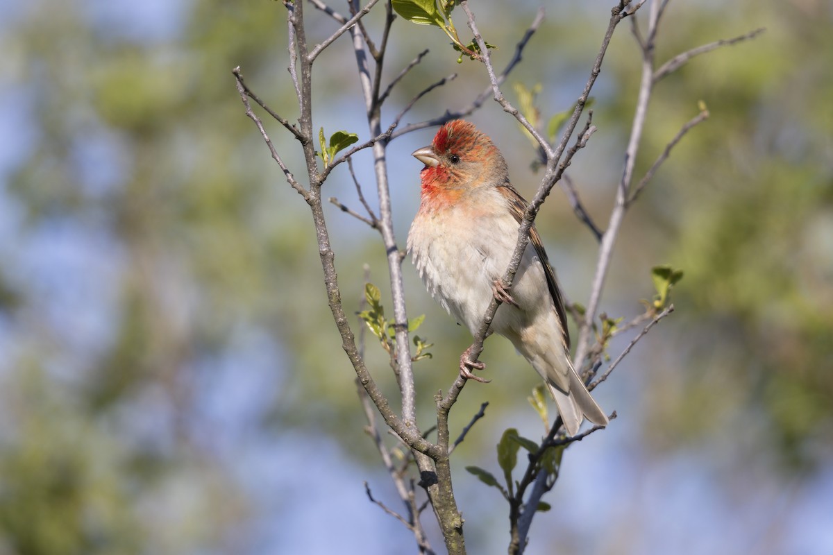 Common Rosefinch - ML344172861