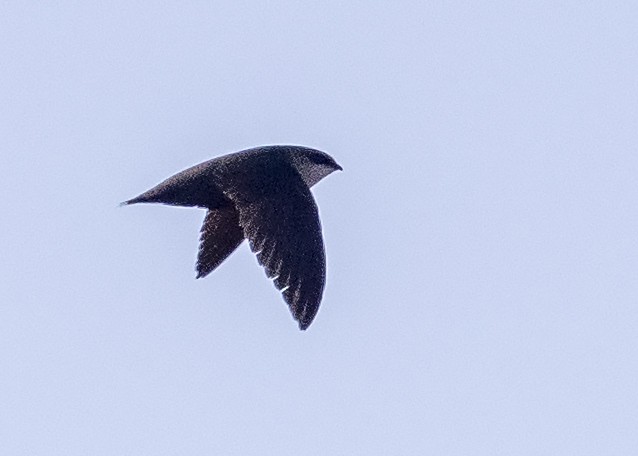 Chimney Swift - ML344173251