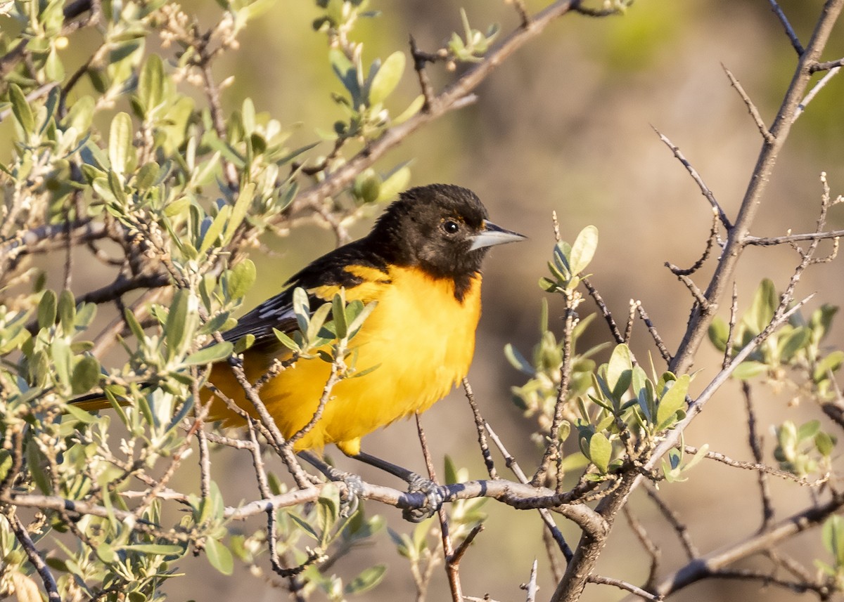 Baltimore Oriole - ML344173421