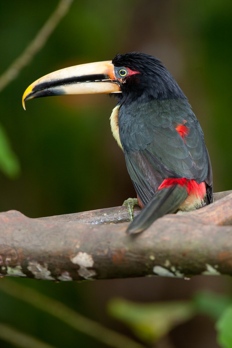 Collared Aracari (Pale-mandibled) - ML34417401