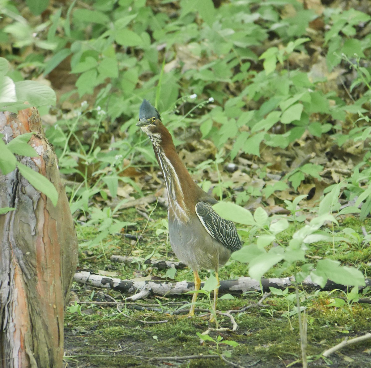 Green Heron - ML344175151