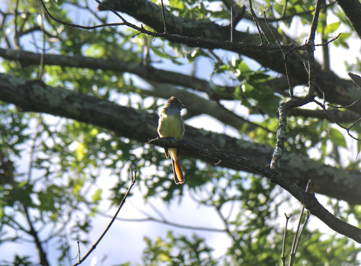 Great Crested Flycatcher - ML344175291