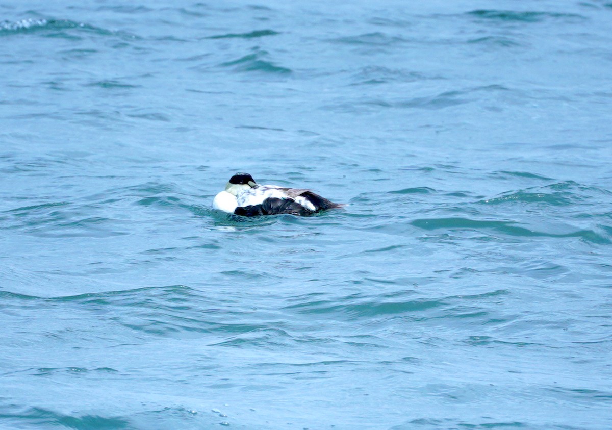 Common Eider - ML344176131