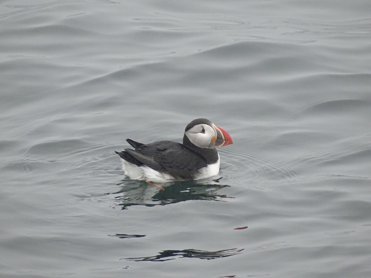 Atlantic Puffin - Joel Rurik