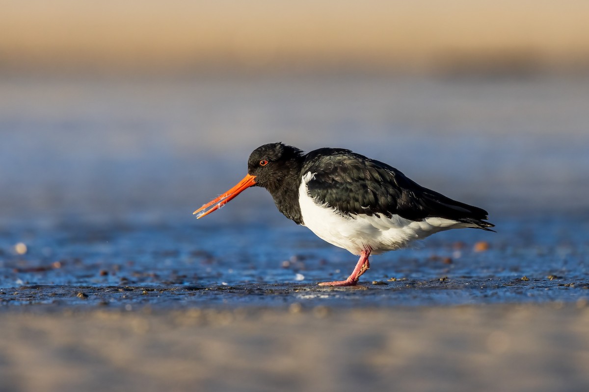 South Island Oystercatcher - ML344177421