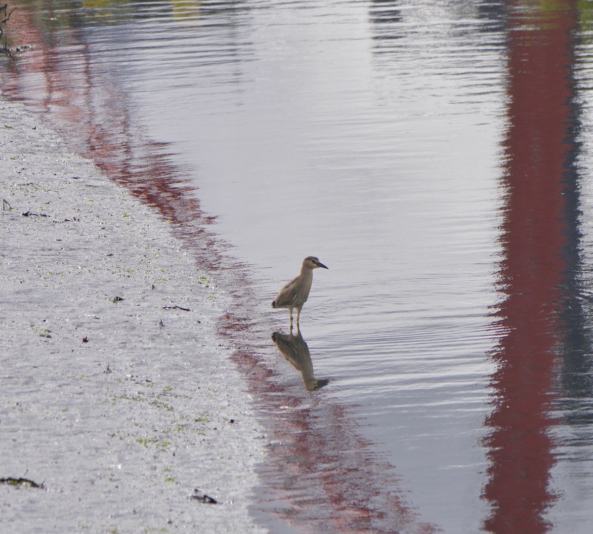 Black-crowned Night Heron - ML344177831
