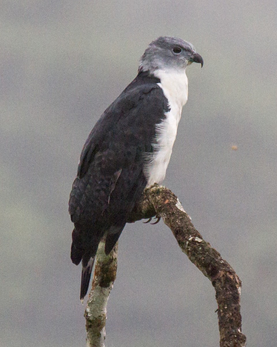 Gray-headed Kite - ML34417851