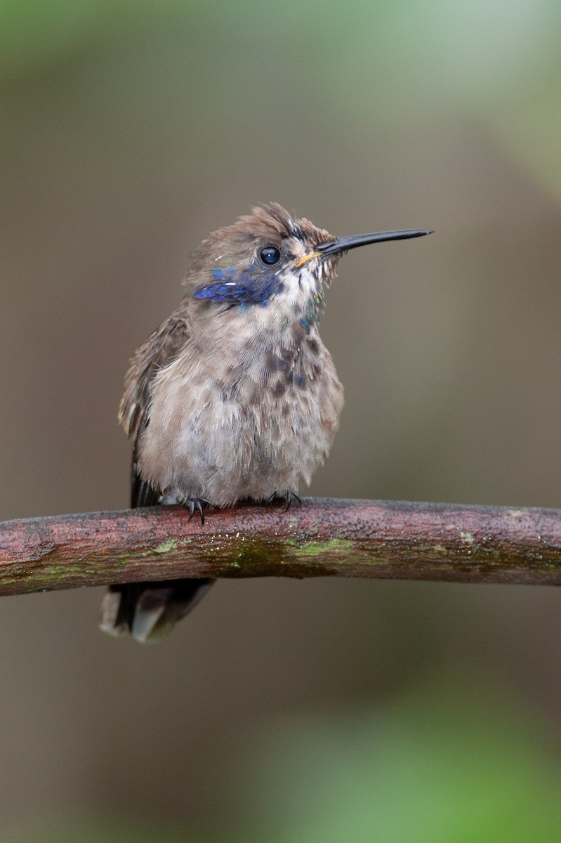 Brown Violetear - ML34417951