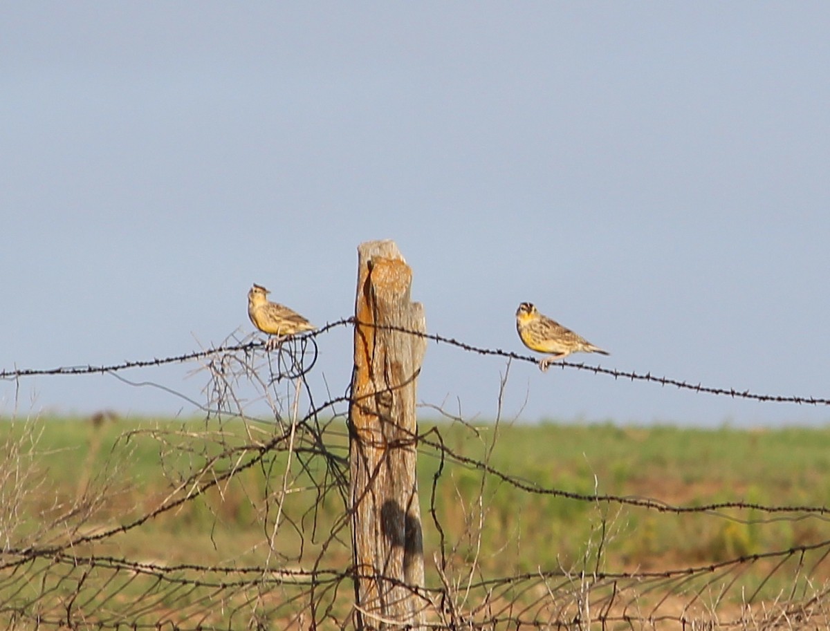 Eastern Meadowlark - ML34417991