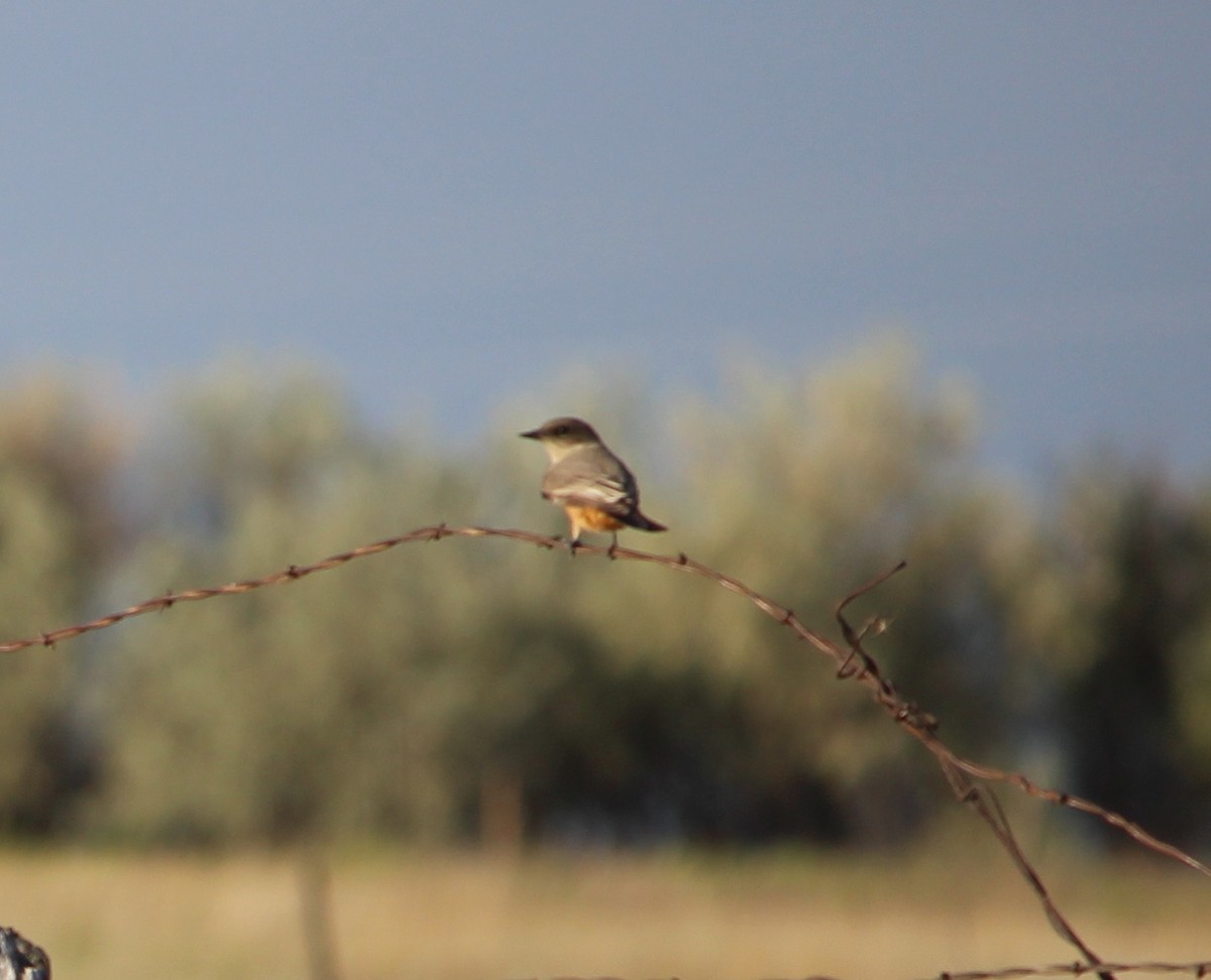 Say's Phoebe - ML34418011