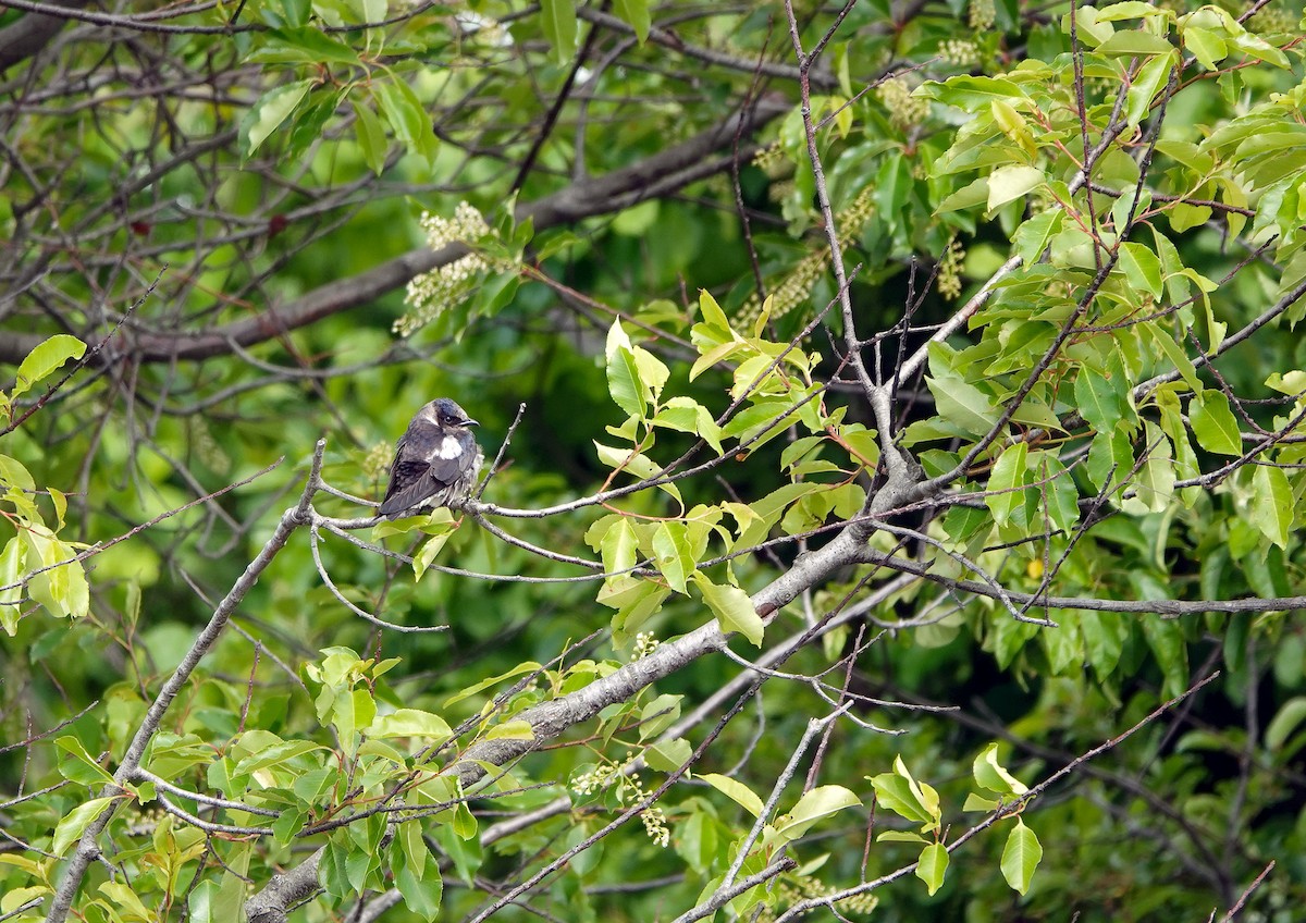 Golondrina Purpúrea - ML344181851