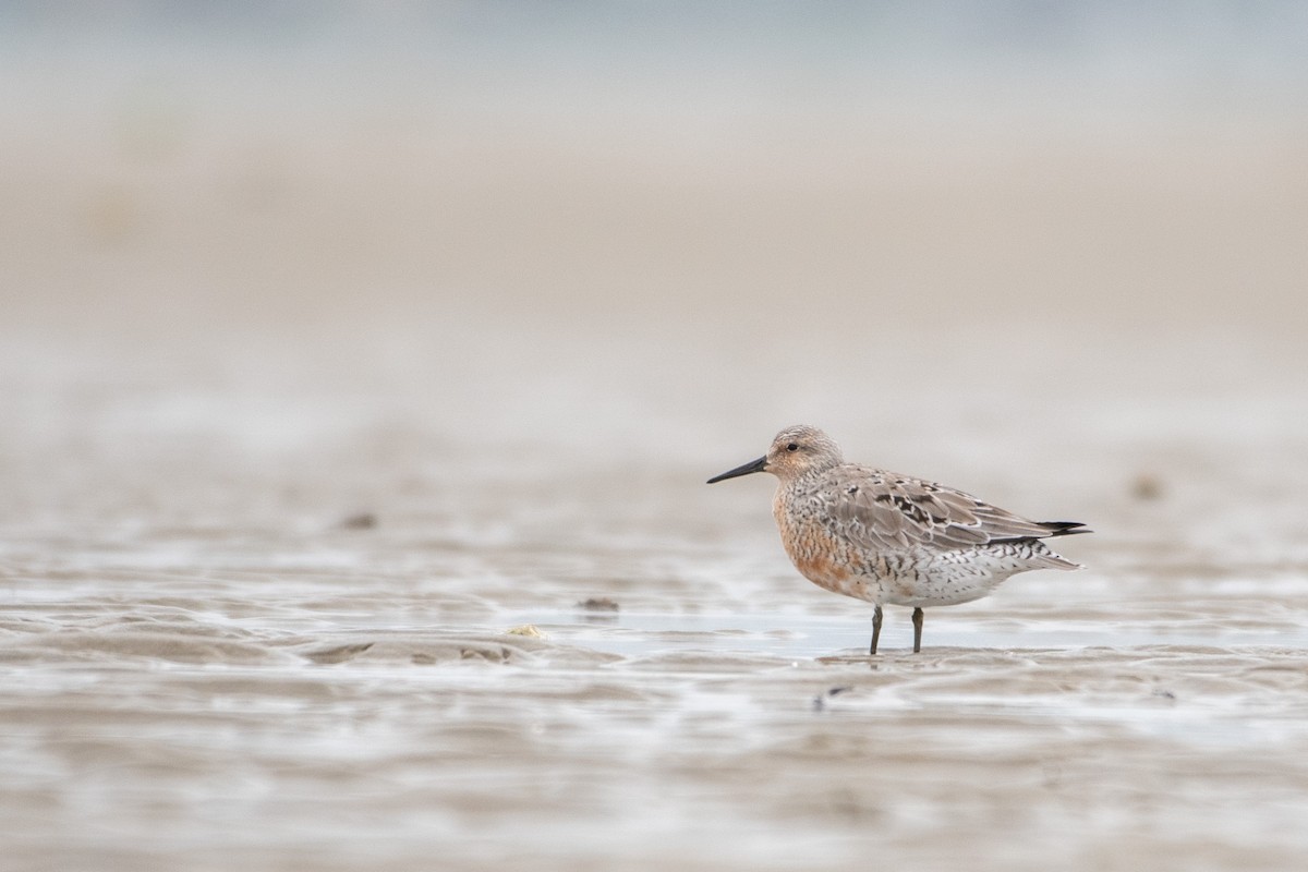 Red Knot - ML344182261