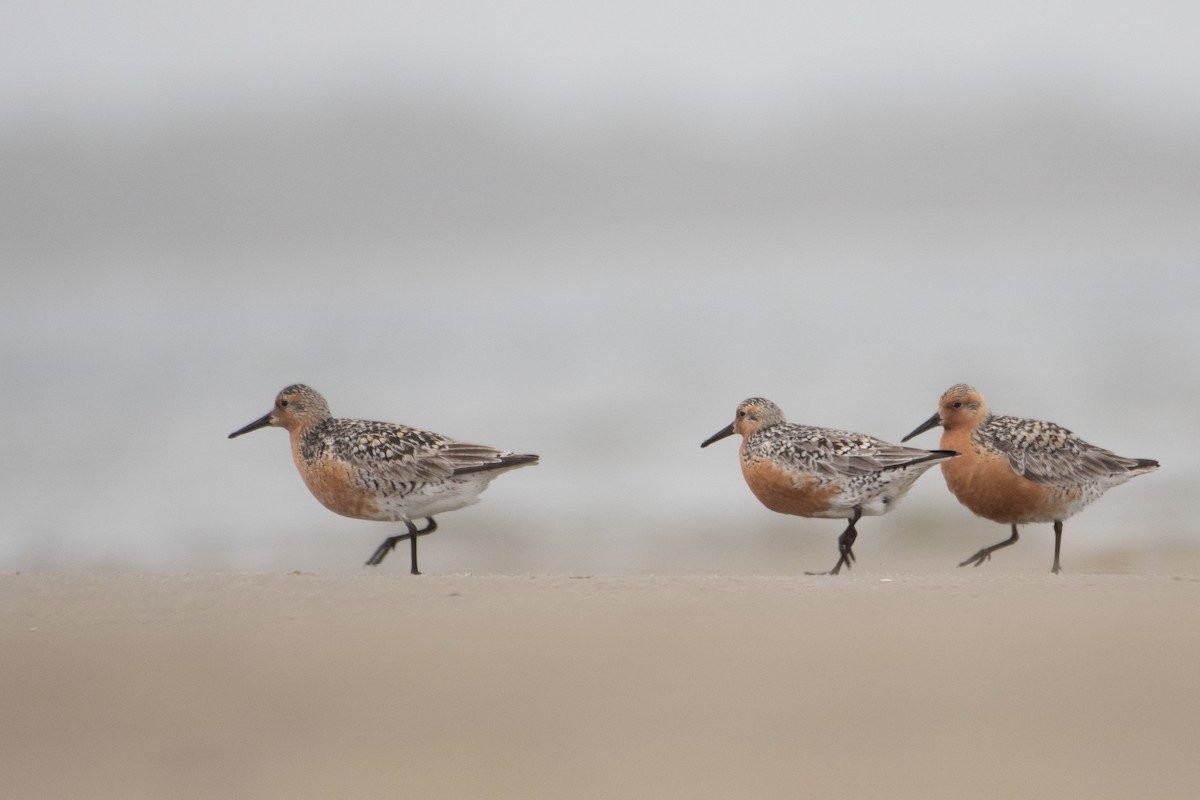 Red Knot - ML344182951