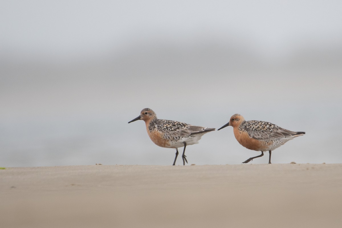Red Knot - ML344182961