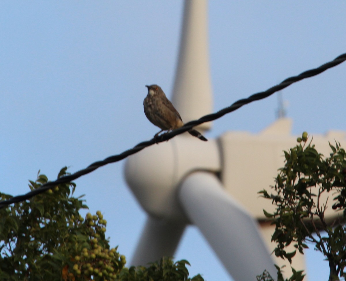 Curve-billed Thrasher - ML34418331