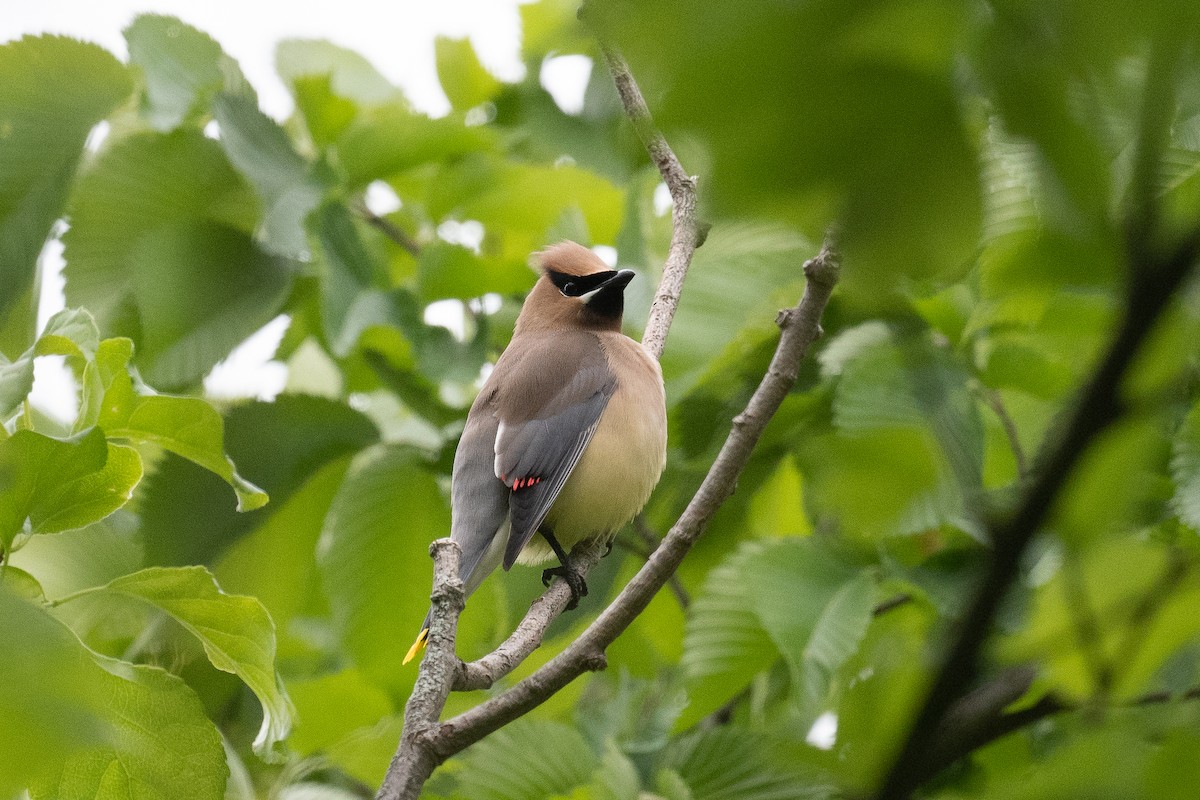Cedar Waxwing - ML344183761