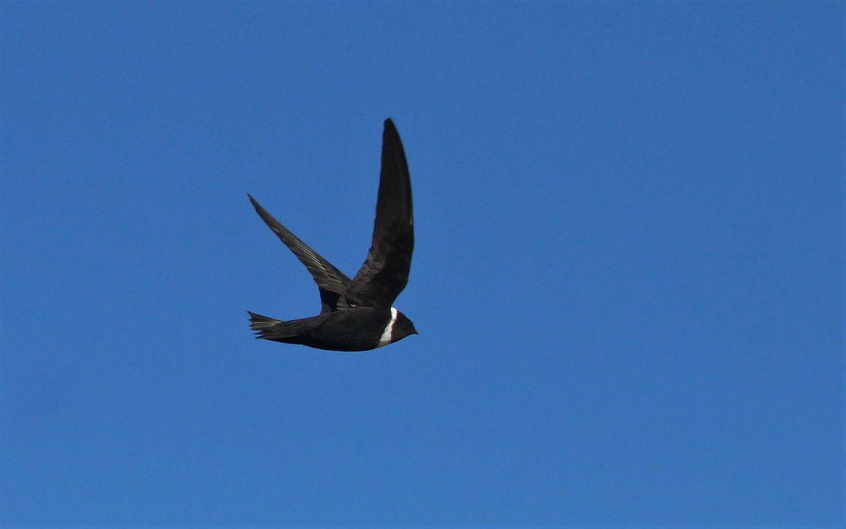 White-collared Swift - ML344183841