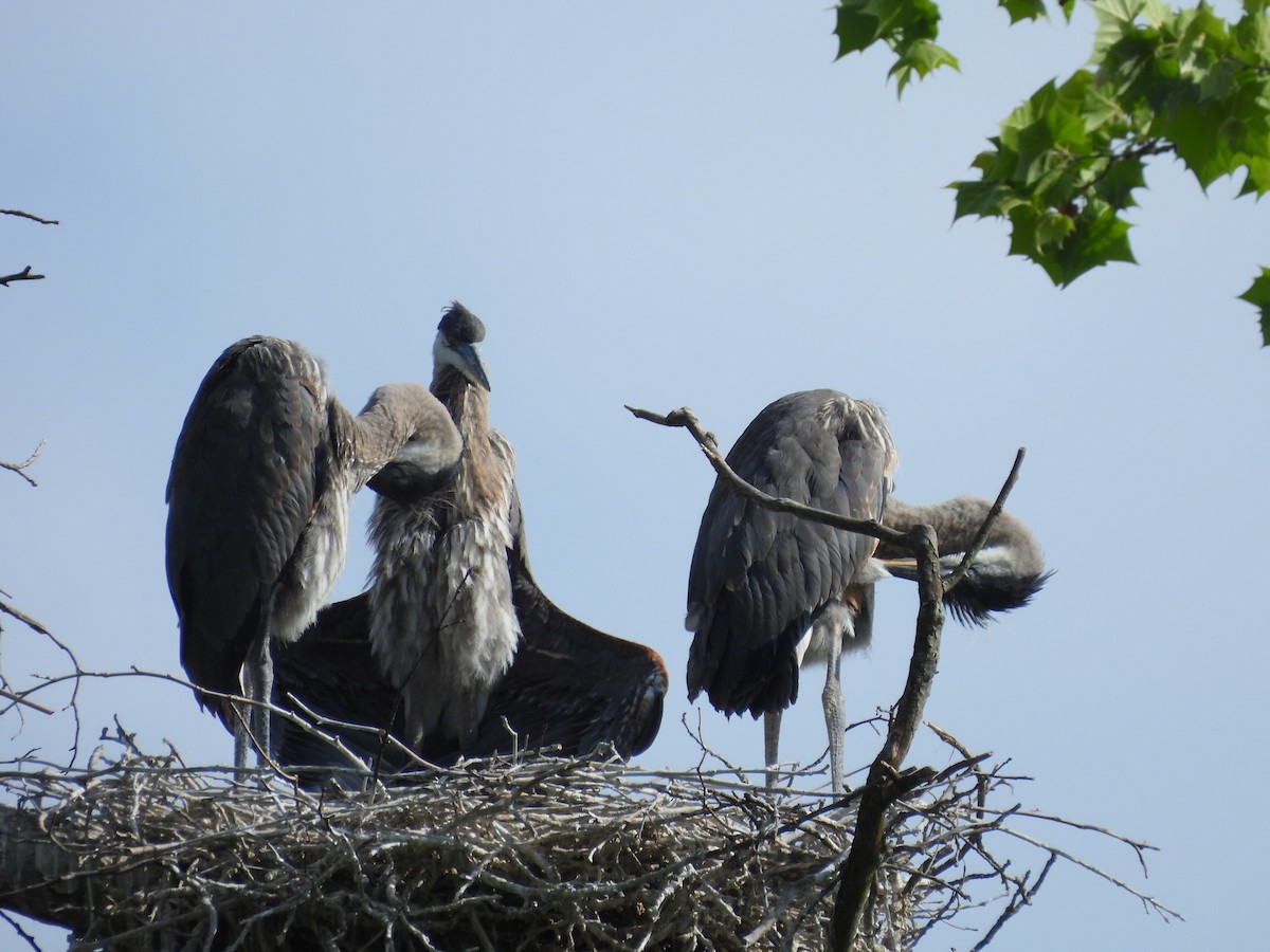 Great Blue Heron - ML344184171