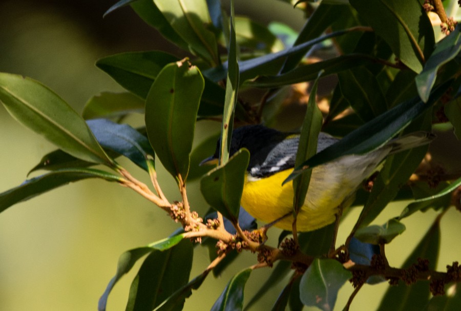 Tropical Parula - ML344184451