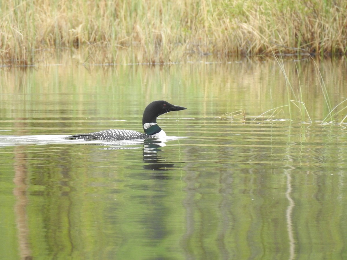 Common Loon - Marianne Walsh